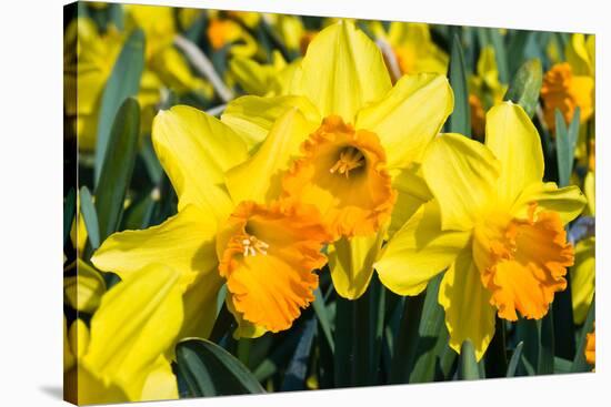 Orange and Yellow Daffodils in Spring-Colette2-Stretched Canvas