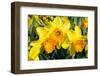 Orange and Yellow Daffodils in Spring-Colette2-Framed Premium Photographic Print