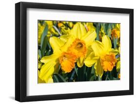 Orange and Yellow Daffodils in Spring-Colette2-Framed Premium Photographic Print