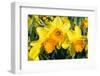 Orange and Yellow Daffodils in Spring-Colette2-Framed Premium Photographic Print