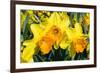 Orange and Yellow Daffodils in Spring-Colette2-Framed Photographic Print