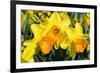 Orange and Yellow Daffodils in Spring-Colette2-Framed Photographic Print