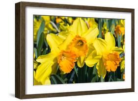 Orange and Yellow Daffodils in Spring-Colette2-Framed Photographic Print