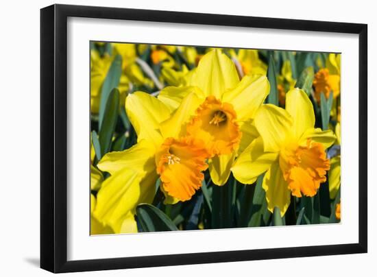Orange and Yellow Daffodils in Spring-Colette2-Framed Photographic Print