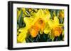 Orange and Yellow Daffodils in Spring-Colette2-Framed Photographic Print