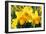 Orange and Yellow Daffodils in Spring-Colette2-Framed Photographic Print