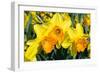 Orange and Yellow Daffodils in Spring-Colette2-Framed Photographic Print