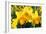 Orange and Yellow Daffodils in Spring-Colette2-Framed Photographic Print