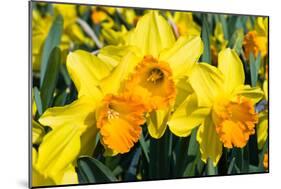 Orange and Yellow Daffodils in Spring-Colette2-Mounted Photographic Print