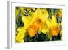 Orange and Yellow Daffodils in Spring-Colette2-Framed Photographic Print