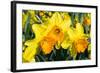 Orange and Yellow Daffodils in Spring-Colette2-Framed Photographic Print