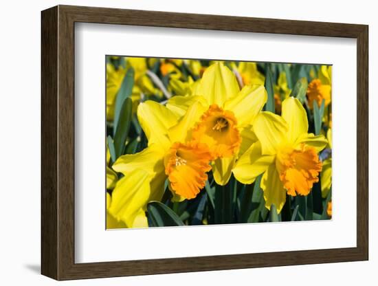 Orange and Yellow Daffodils in Spring-Colette2-Framed Photographic Print