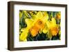 Orange and Yellow Daffodils in Spring-Colette2-Framed Photographic Print