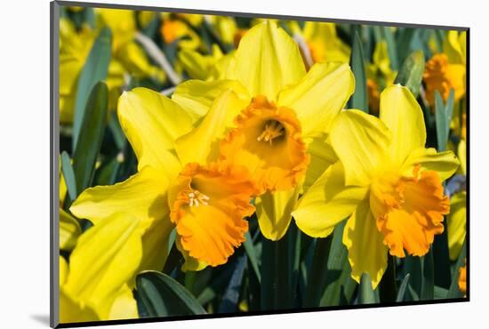Orange and Yellow Daffodils in Spring-Colette2-Mounted Photographic Print