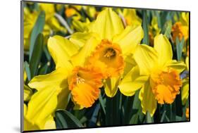 Orange and Yellow Daffodils in Spring-Colette2-Mounted Photographic Print