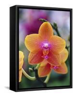 Orange and Yellow Orchid-Darrell Gulin-Framed Stretched Canvas