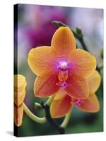 Orange and Yellow Orchid-Darrell Gulin-Stretched Canvas
