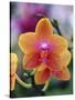 Orange and Yellow Orchid-Darrell Gulin-Stretched Canvas