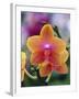 Orange and Yellow Orchid-Darrell Gulin-Framed Photographic Print