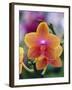 Orange and Yellow Orchid-Darrell Gulin-Framed Photographic Print