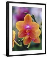 Orange and Yellow Orchid-Darrell Gulin-Framed Photographic Print