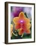 Orange and Yellow Orchid-Darrell Gulin-Framed Photographic Print