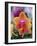 Orange and Yellow Orchid-Darrell Gulin-Framed Photographic Print