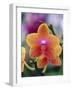 Orange and Yellow Orchid-Darrell Gulin-Framed Photographic Print