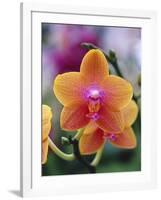 Orange and Yellow Orchid-Darrell Gulin-Framed Photographic Print