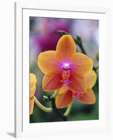 Orange and Yellow Orchid-Darrell Gulin-Framed Photographic Print