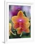 Orange and Yellow Orchid-Darrell Gulin-Framed Photographic Print