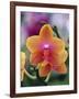 Orange and Yellow Orchid-Darrell Gulin-Framed Photographic Print