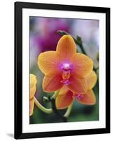 Orange and Yellow Orchid-Darrell Gulin-Framed Photographic Print