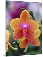 Orange and Yellow Orchid-Darrell Gulin-Mounted Photographic Print