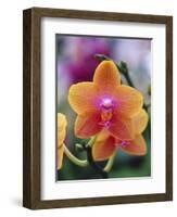 Orange and Yellow Orchid-Darrell Gulin-Framed Photographic Print