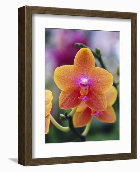 Orange and Yellow Orchid-Darrell Gulin-Framed Photographic Print