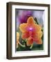 Orange and Yellow Orchid-Darrell Gulin-Framed Photographic Print