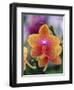 Orange and Yellow Orchid-Darrell Gulin-Framed Photographic Print