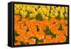 Orange and Yellow Tulips-Darrell Gulin-Framed Stretched Canvas