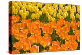 Orange and Yellow Tulips-Darrell Gulin-Stretched Canvas