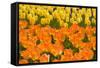 Orange and Yellow Tulips-Darrell Gulin-Framed Stretched Canvas