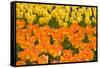 Orange and Yellow Tulips-Darrell Gulin-Framed Stretched Canvas