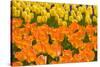 Orange and Yellow Tulips-Darrell Gulin-Stretched Canvas