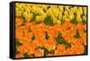 Orange and Yellow Tulips-Darrell Gulin-Framed Stretched Canvas