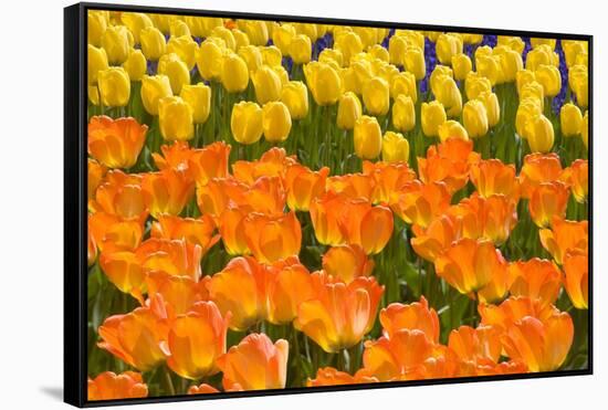 Orange and Yellow Tulips-Darrell Gulin-Framed Stretched Canvas