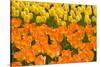 Orange and Yellow Tulips-Darrell Gulin-Stretched Canvas