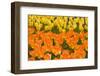 Orange and Yellow Tulips-Darrell Gulin-Framed Premium Photographic Print