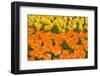 Orange and Yellow Tulips-Darrell Gulin-Framed Premium Photographic Print