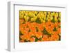 Orange and Yellow Tulips-Darrell Gulin-Framed Premium Photographic Print