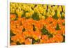 Orange and Yellow Tulips-Darrell Gulin-Framed Photographic Print